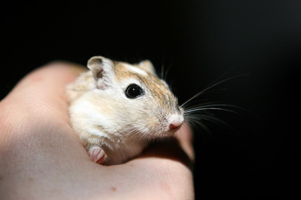 Free Image of A Hamster Sits on a Humans Arm 