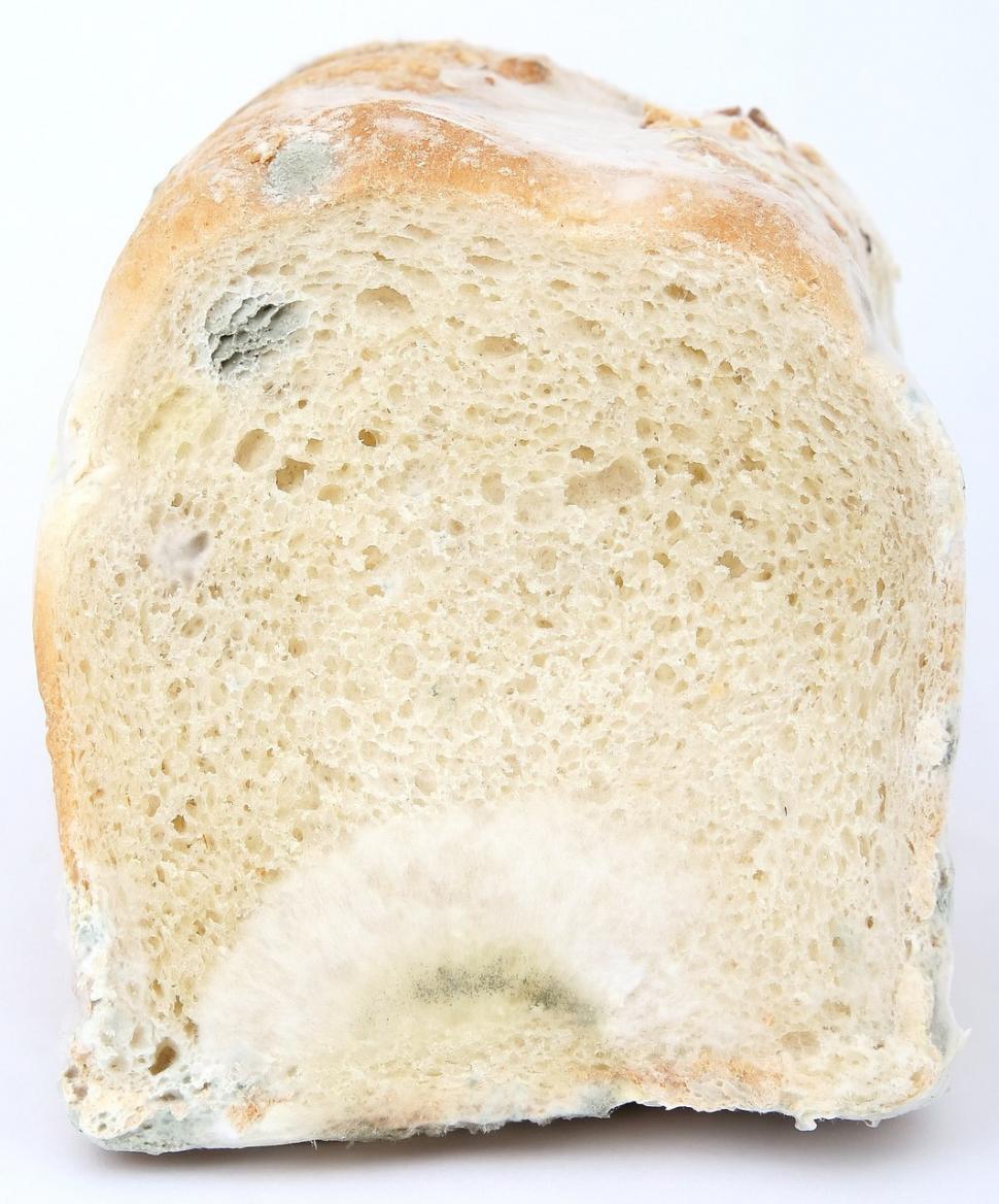 Free Image of mold moldy spoiled rotten fiber bread food loaf of bread brown white slice 