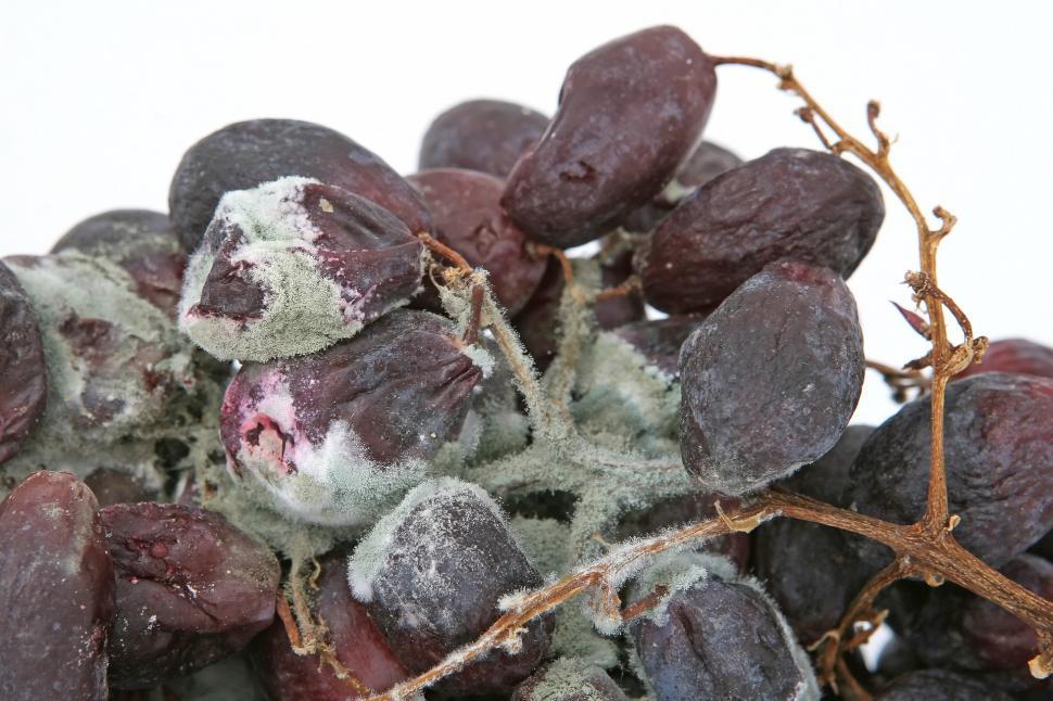 Free Image of Frozen Grapes Cluster Close Up 