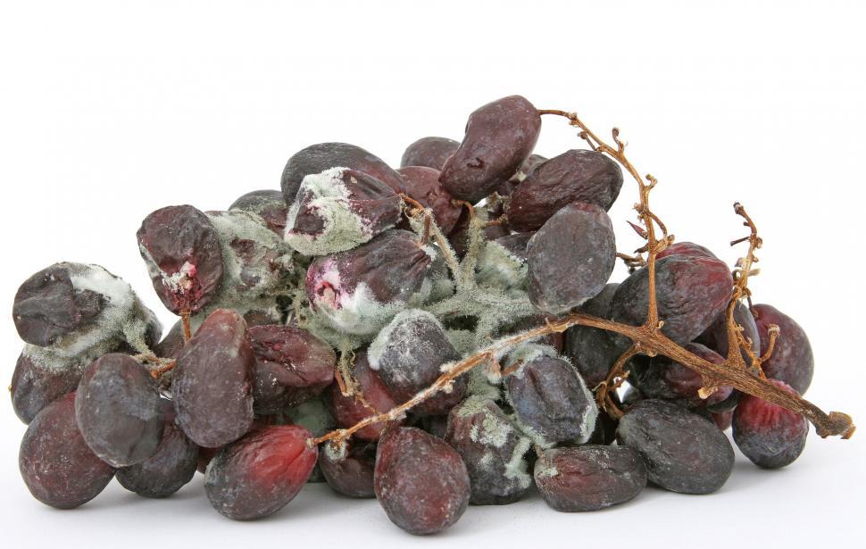 Free Image of A Pile of Grapes on a White Table 