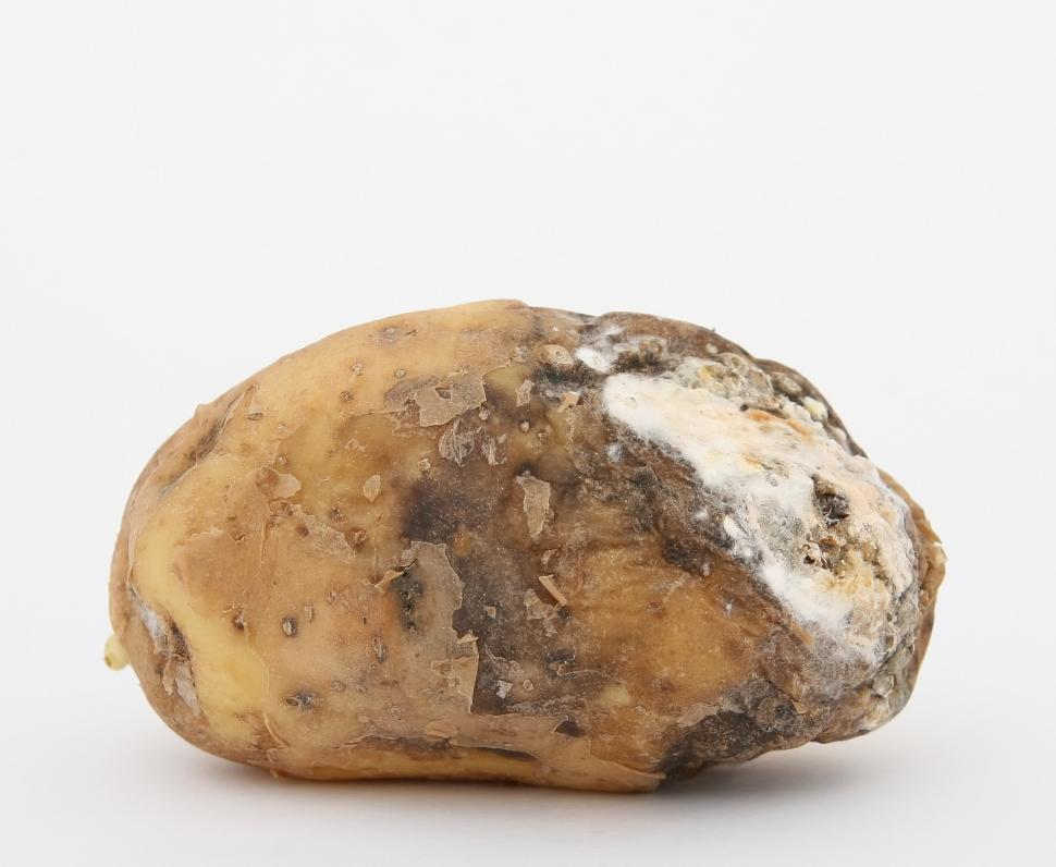 Free Image of Close Up of Potato on White Background 