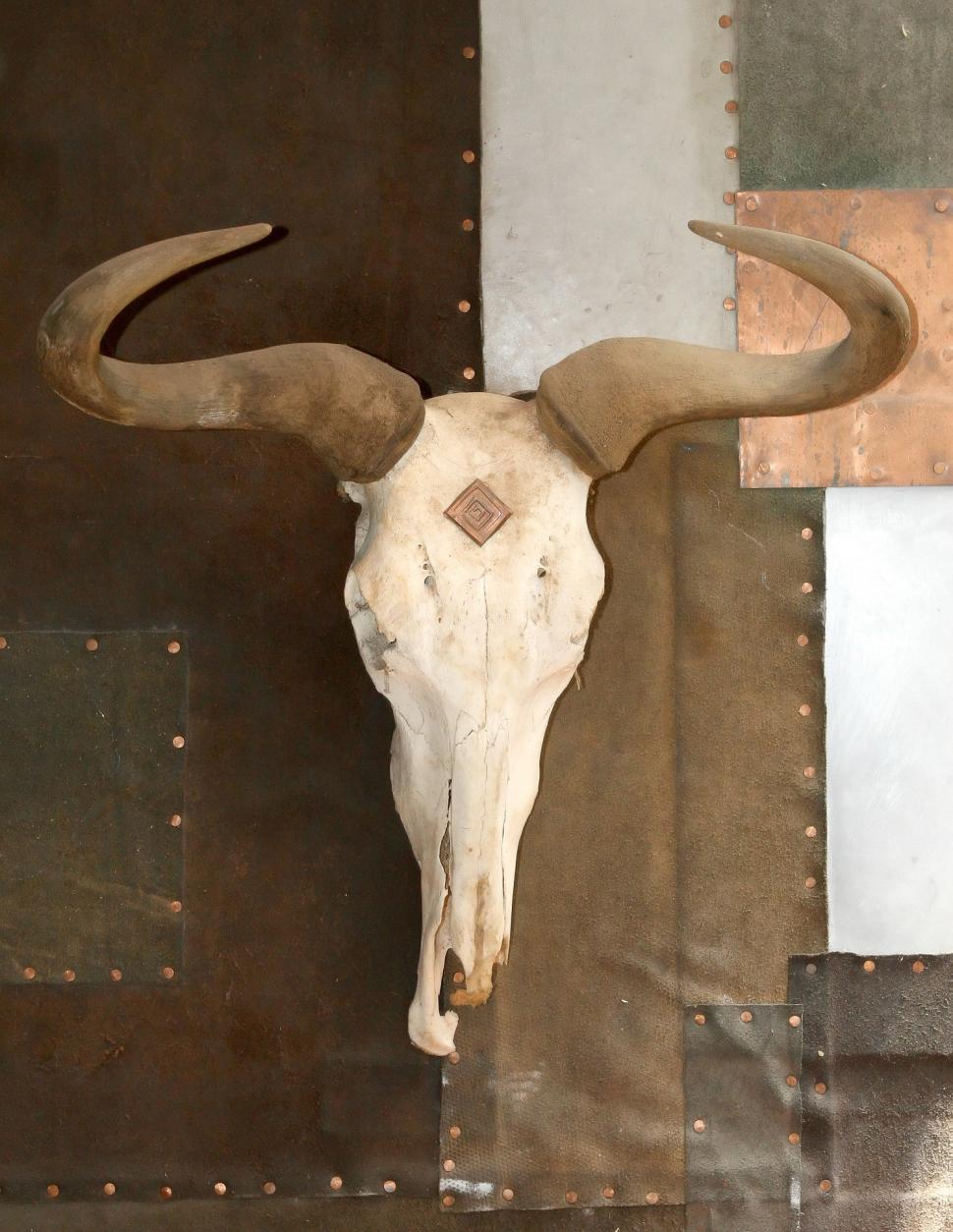 Free Image of Mounted Bull Skull on Wall 