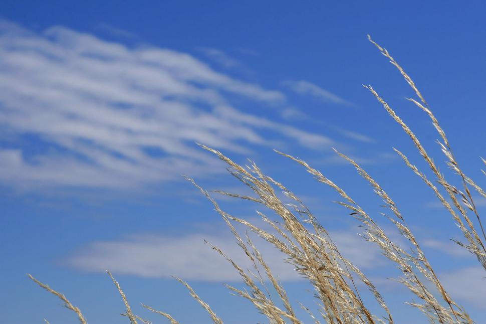Free Image of Blue Sky With White Clouds and Tall Grass 