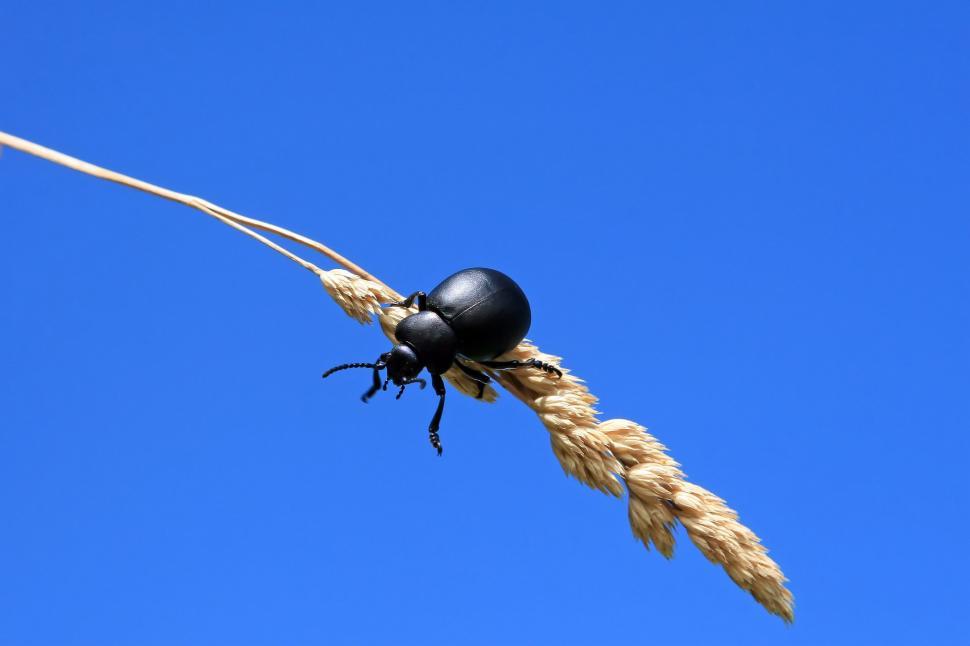 Free Image of Black Beetle on Top of Rope 