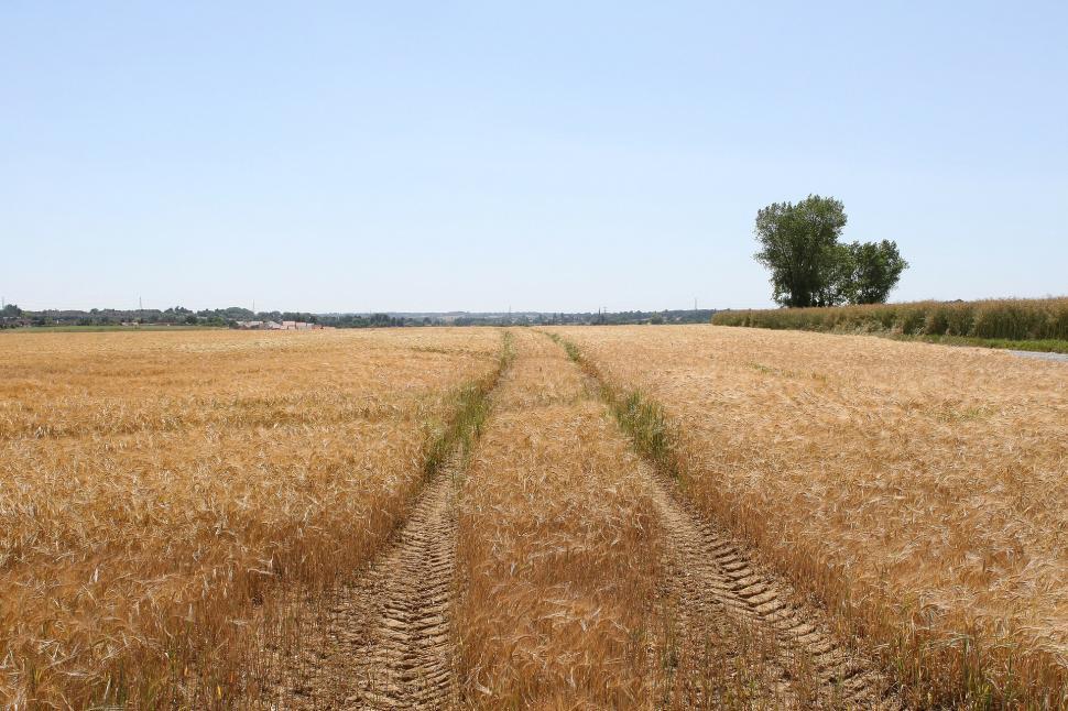 Free Image of Wheat Field With Distant Tree 