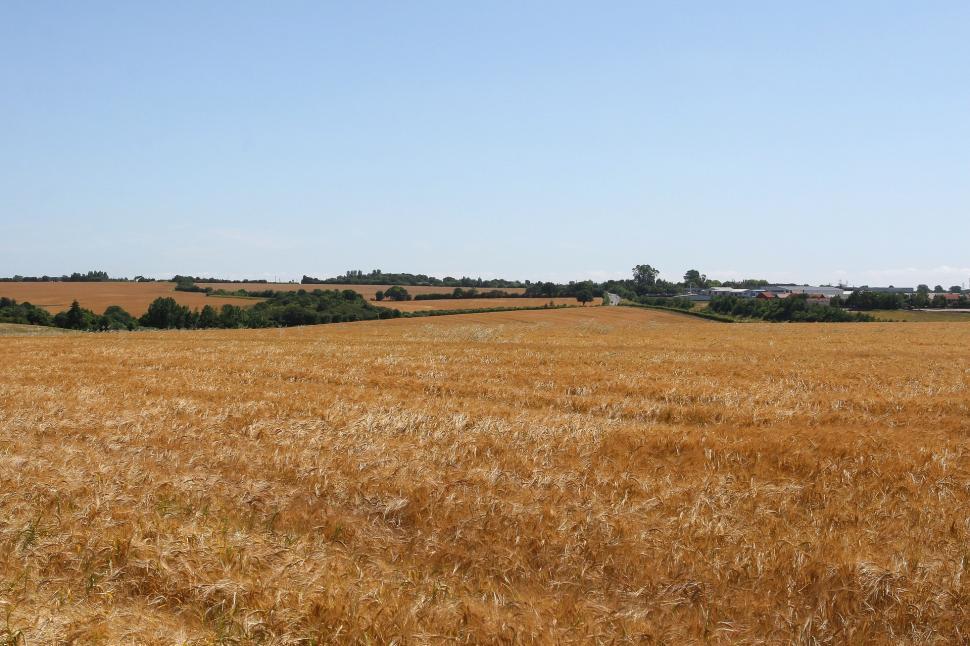Free Image of Large Field of Grass With Trees in Distance 