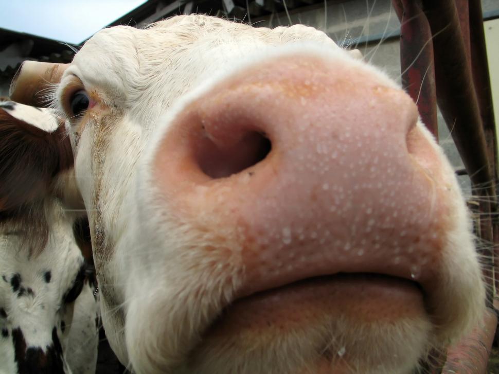 Free Image of Curious Cow Staring at Camera 