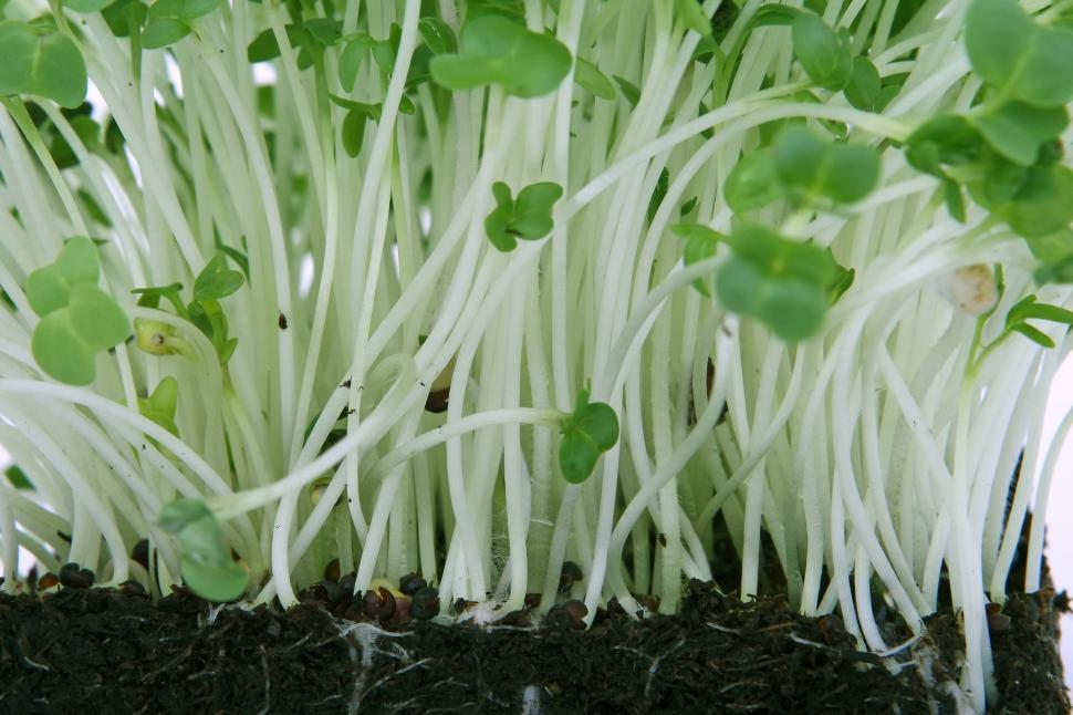Free Image of Close-Up of Plant With White Stems and Green Leaves 