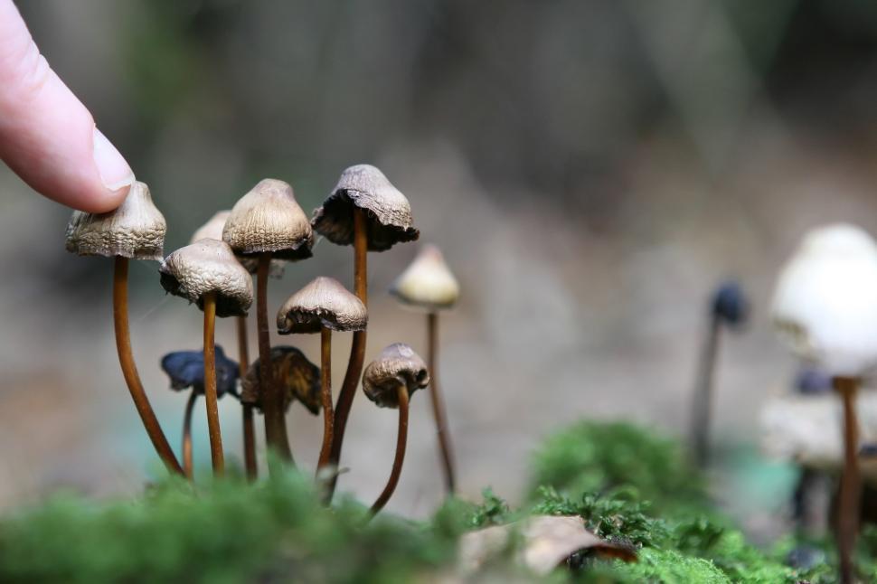 Free Image of Hand Touching Group of Mushrooms 