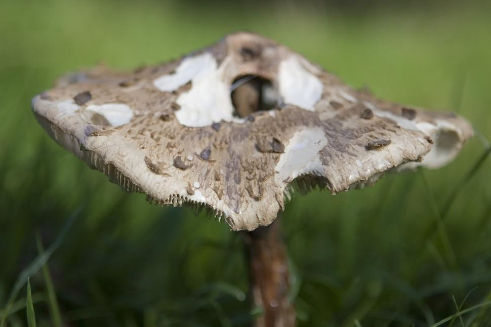 Free Image of Close Up of a Mushroom in the Grass 