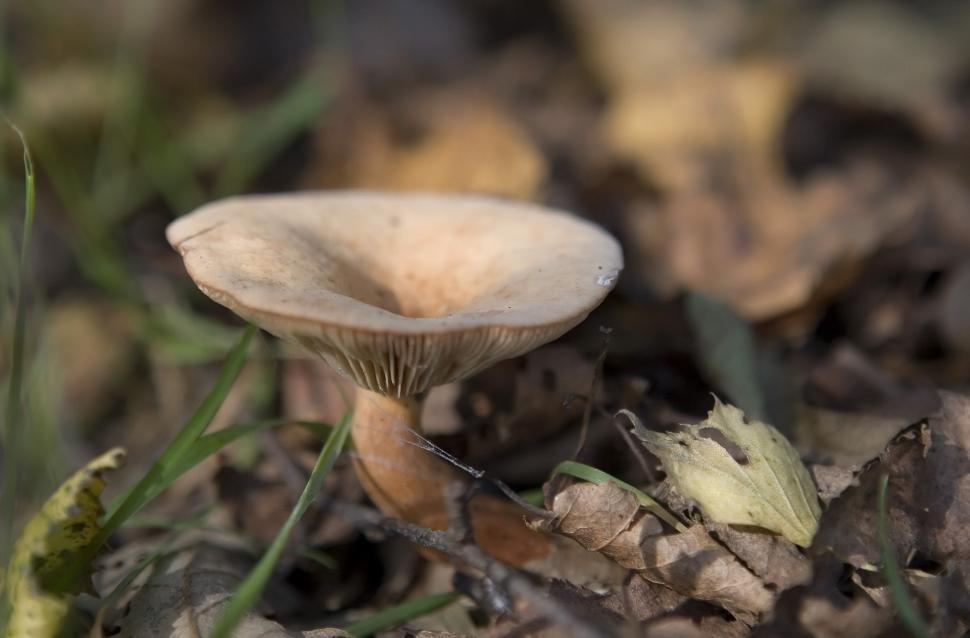 Free Image of Close Up of a Mushroom on the Ground 
