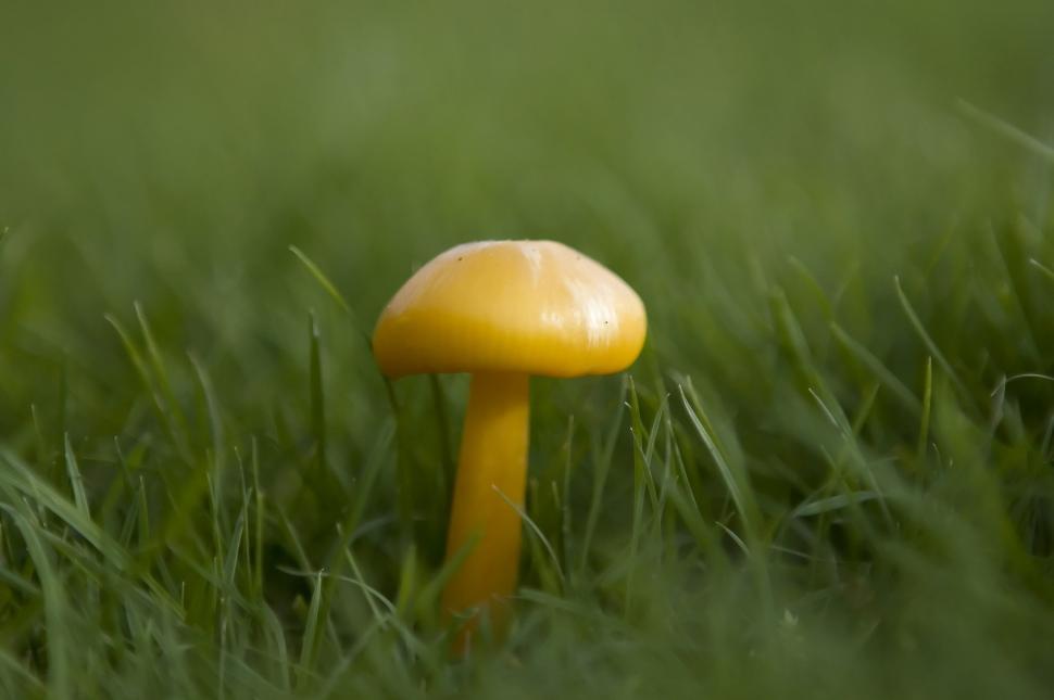 Free Image of Small Yellow Mushroom in Grass 