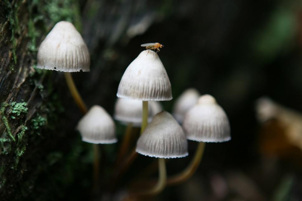 Free Image of Group of Small White Mushrooms Growing on a Tree 