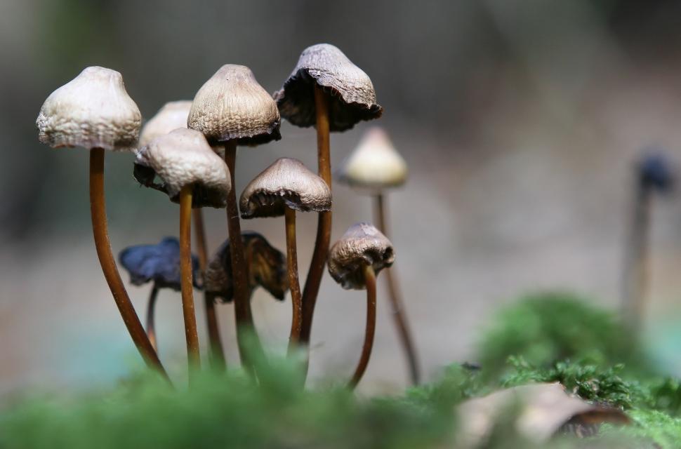 Free Image of Group of Mushrooms Emerging From the Ground 