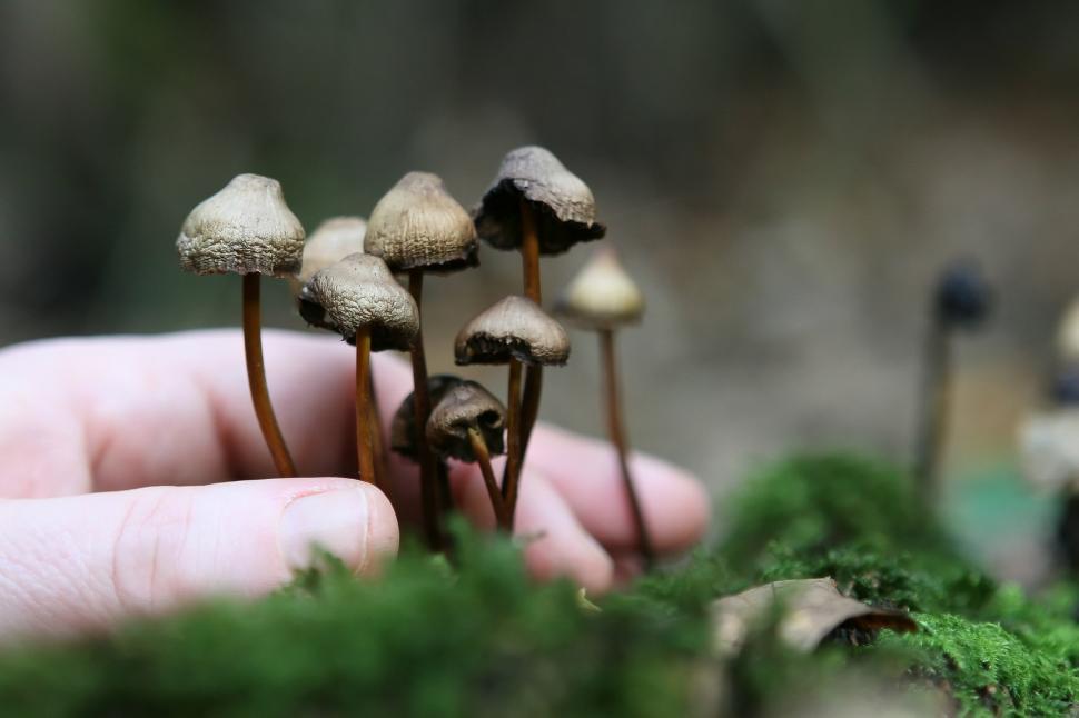 Free Image of A Hand Holding a Group of Tiny Mushrooms 