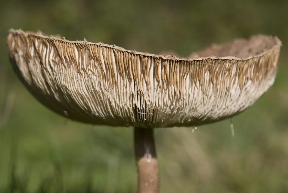 Free Image of Close Up of Wooden Object in Field 