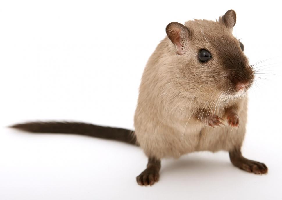 Free Image of Small Rodent Standing on Its Hind Legs 
