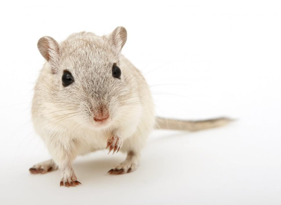 Free Image of Small Rodent Standing on Hind Legs 