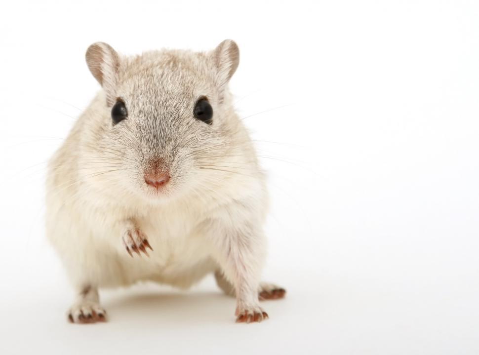 Free Image of gray white rodent mammal hamster rat animal domestic cute pet ear fur pets squirrel portrait 