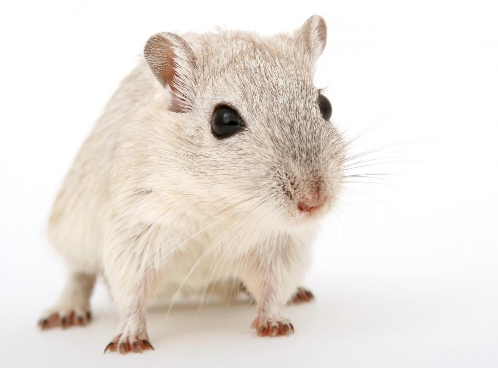 Free Image of rodent hamster mammal rat animal pet ear cute fur domestic pets baby portrait furry 