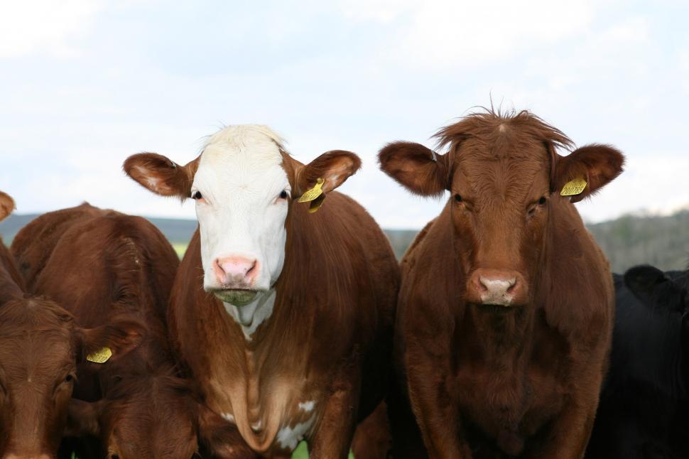 Free Image of Group of Brown Cows Standing Together 