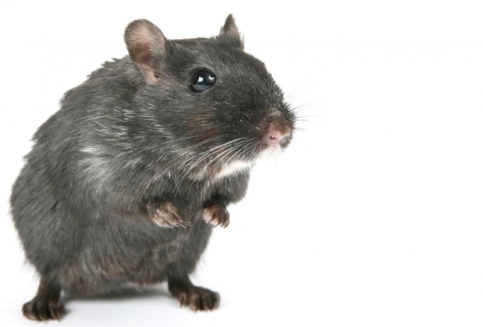 Free Image of Small Rodent Sitting on Its Hind Legs 