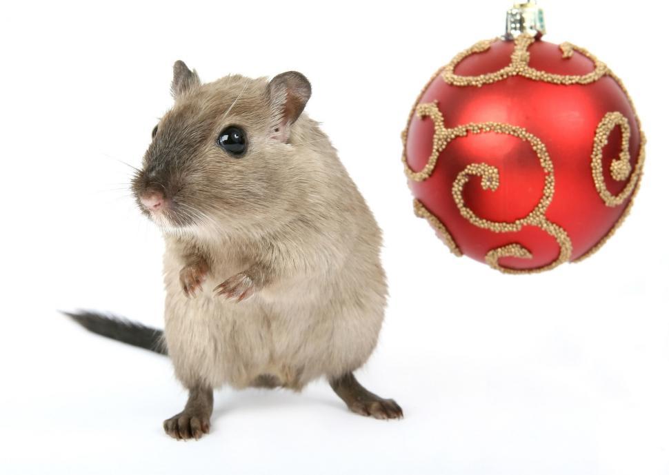 Free Image of Rodent Standing Next to Christmas Ornament 