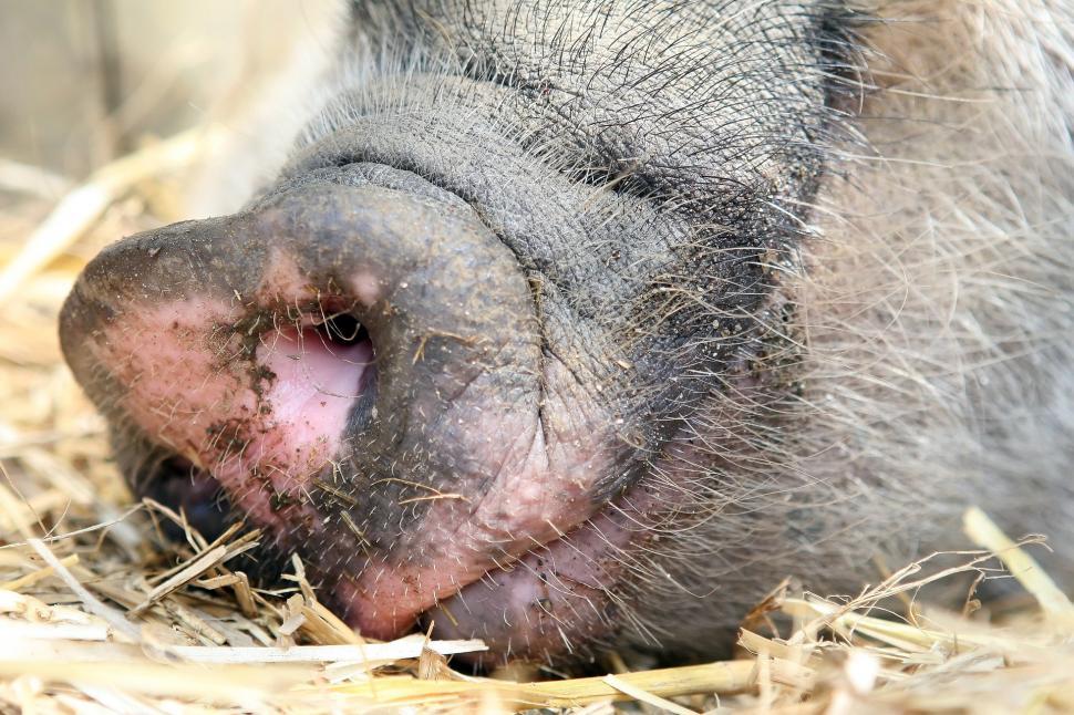 Free Image of Small Pig Resting on Dry Grass 