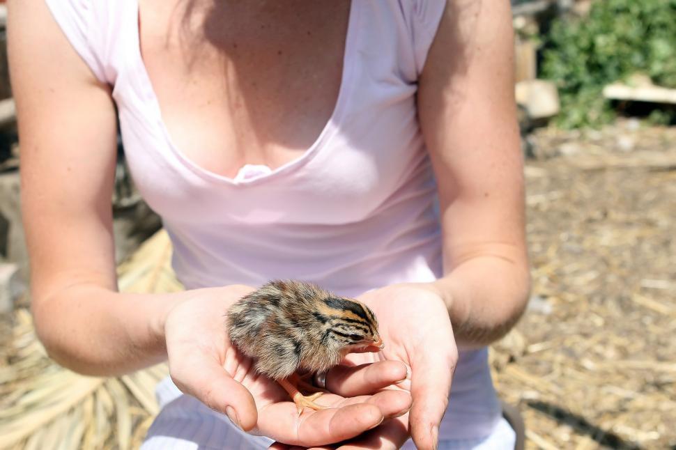 Free Image of Woman Holding Small Bird in Hands 