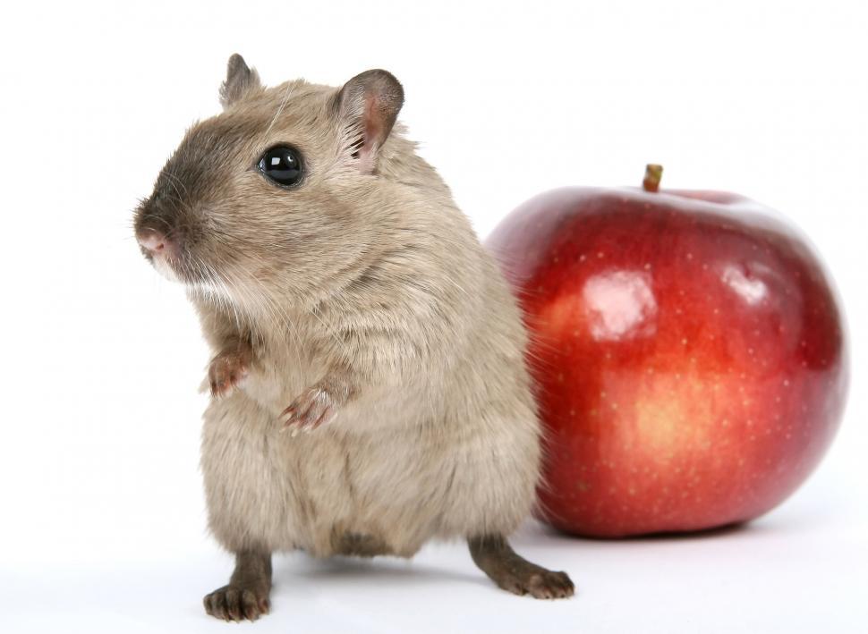 Free Image of Hamster Standing Next to an Apple 
