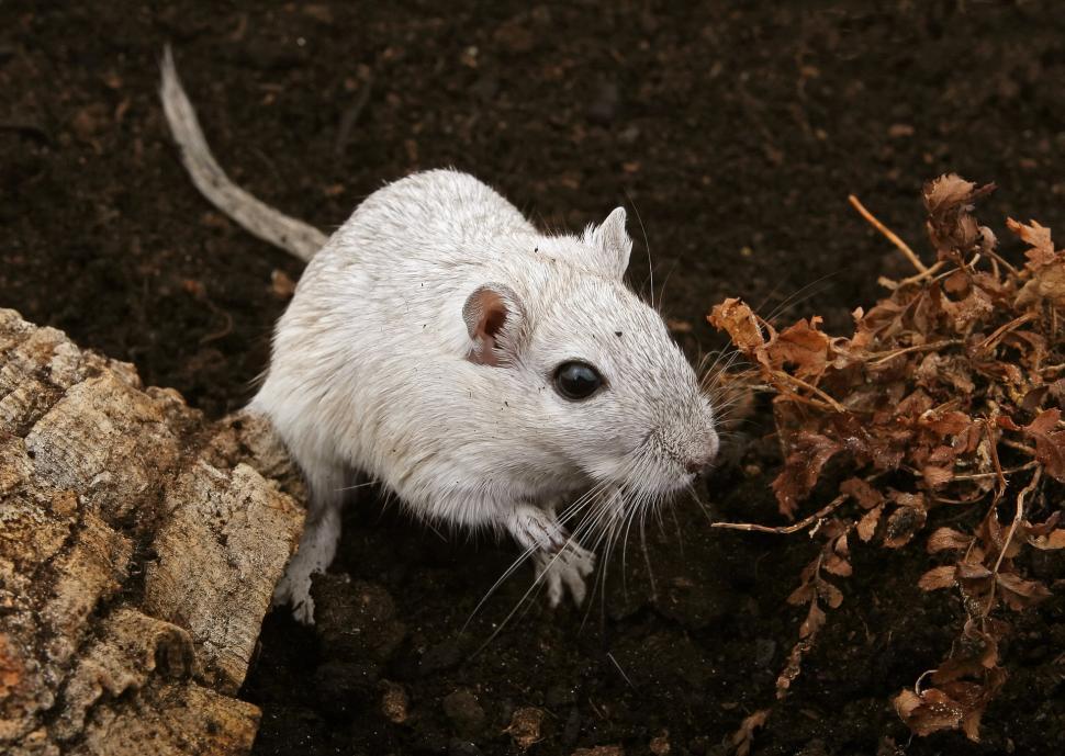 Free Image of White Mouse Standing on Top of Pile of Dirt 