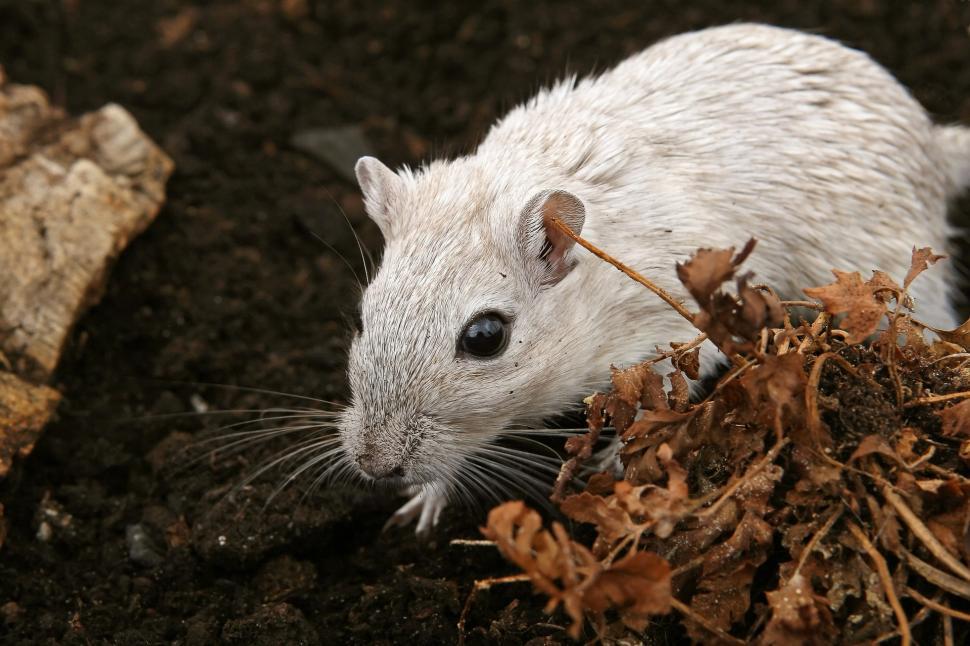 Free Image of White Rat Sitting in Dirt 