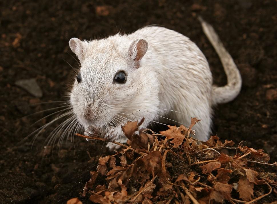 Free Image of White Mouse Standing on Top of Pile of Dirt 