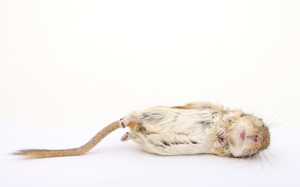 Free Image of Dead Mouse on White Background 