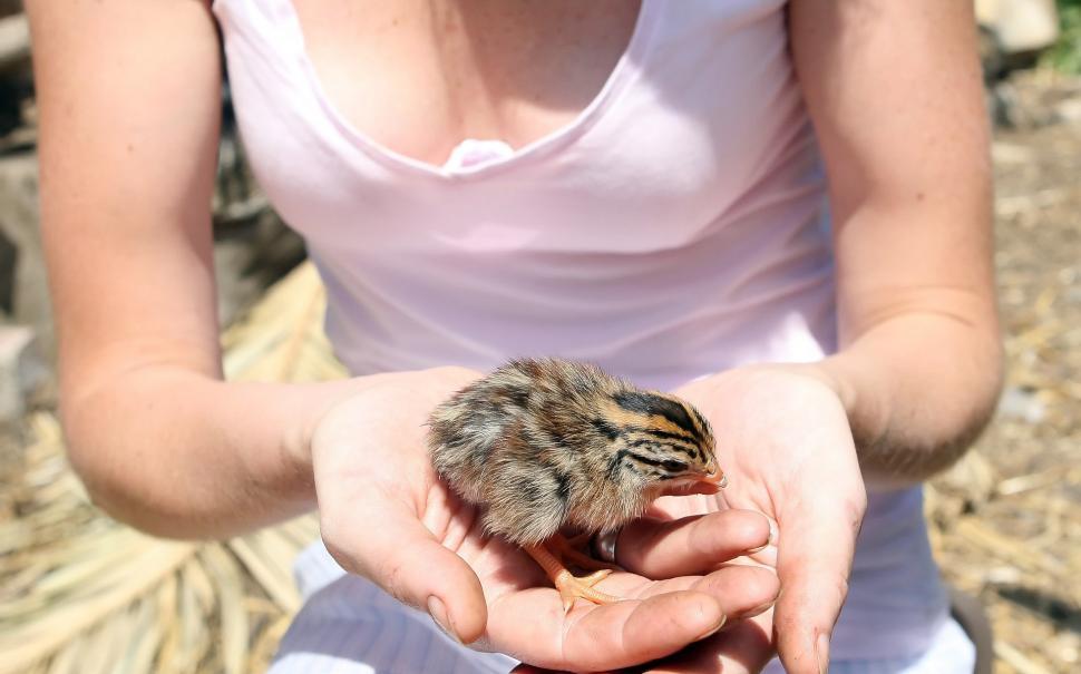 Free Image of Person Holding Small Bird in Hands 