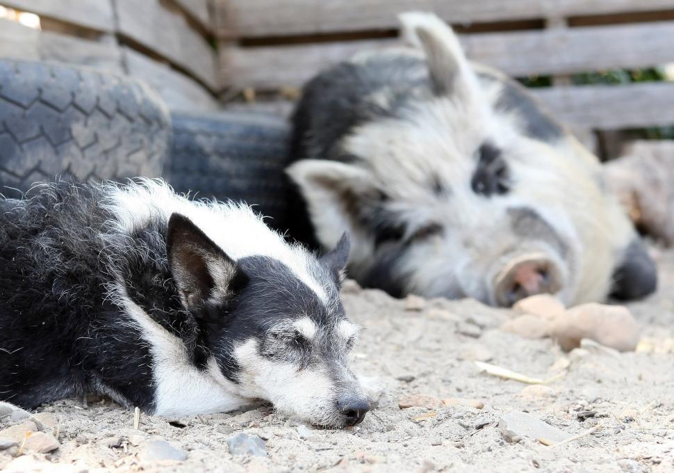 Free Image of Two Dogs Resting on Dirt Ground 