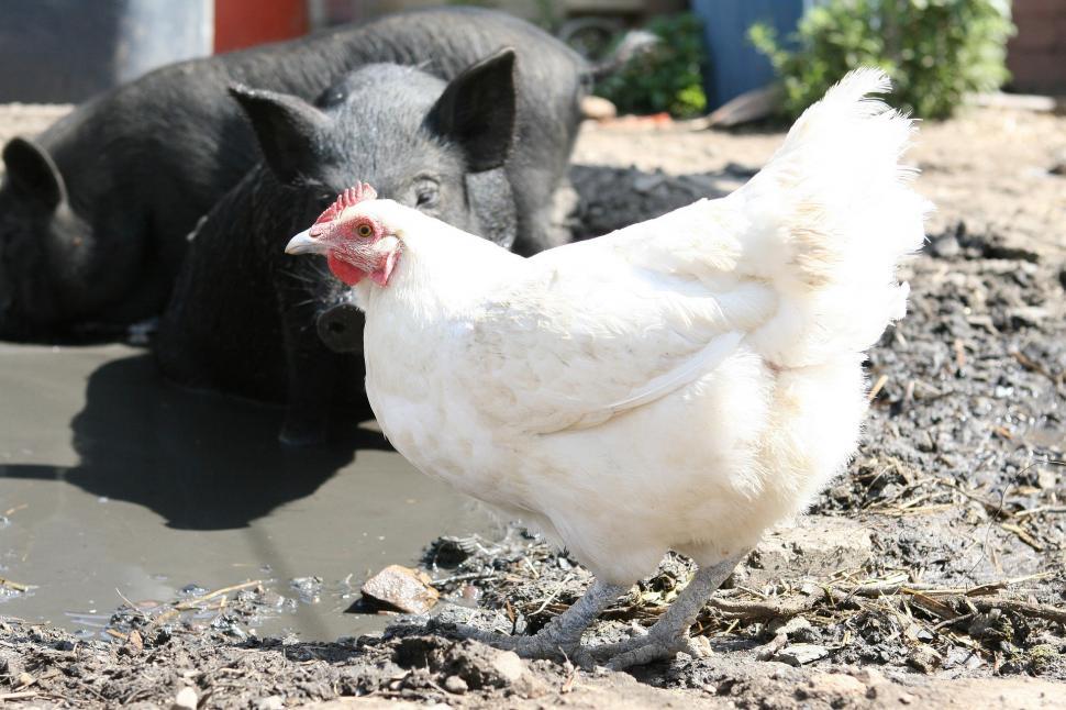 Free Image of White Chicken Standing Next to Black Pig 