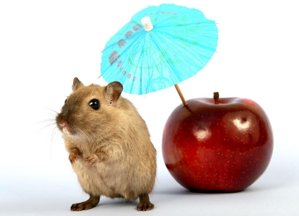Free Image of Hamster Standing Next to Apple and Umbrella 