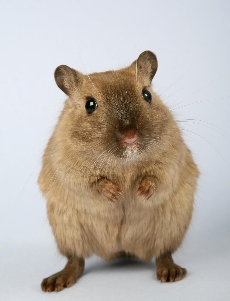 Free Image of Close Up of a Rodent on a White Background 