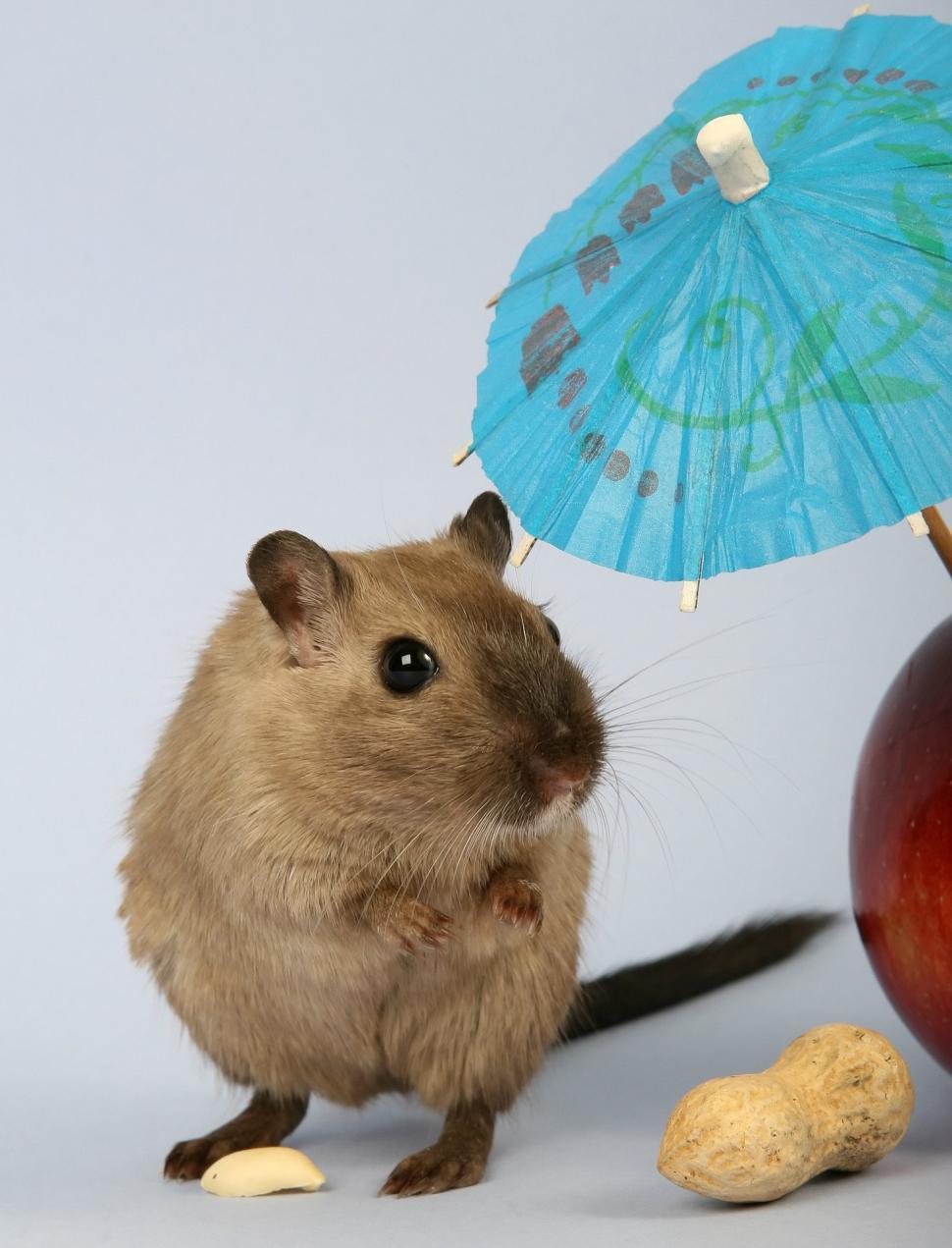 Free Image of Small Rodent Standing Next to Blue Umbrella 