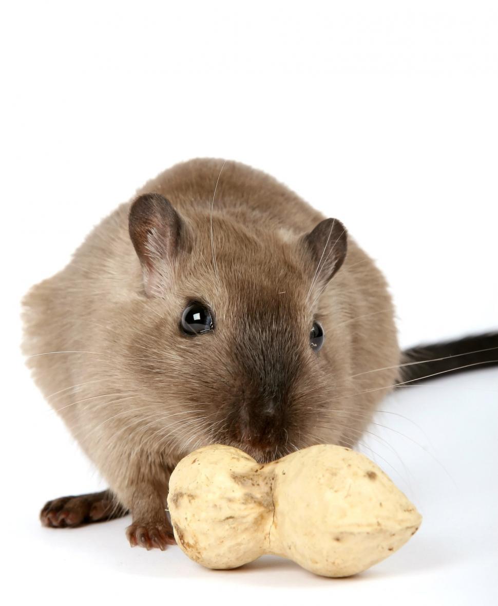 Free Image of Rodent Eating Peanut on White Background 
