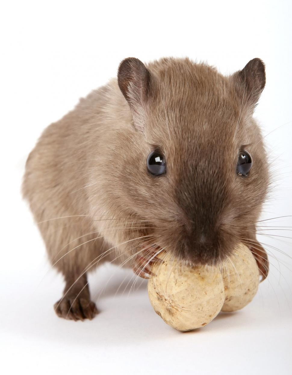 Free Image of Rodent Eating Piece of Food on White Background 