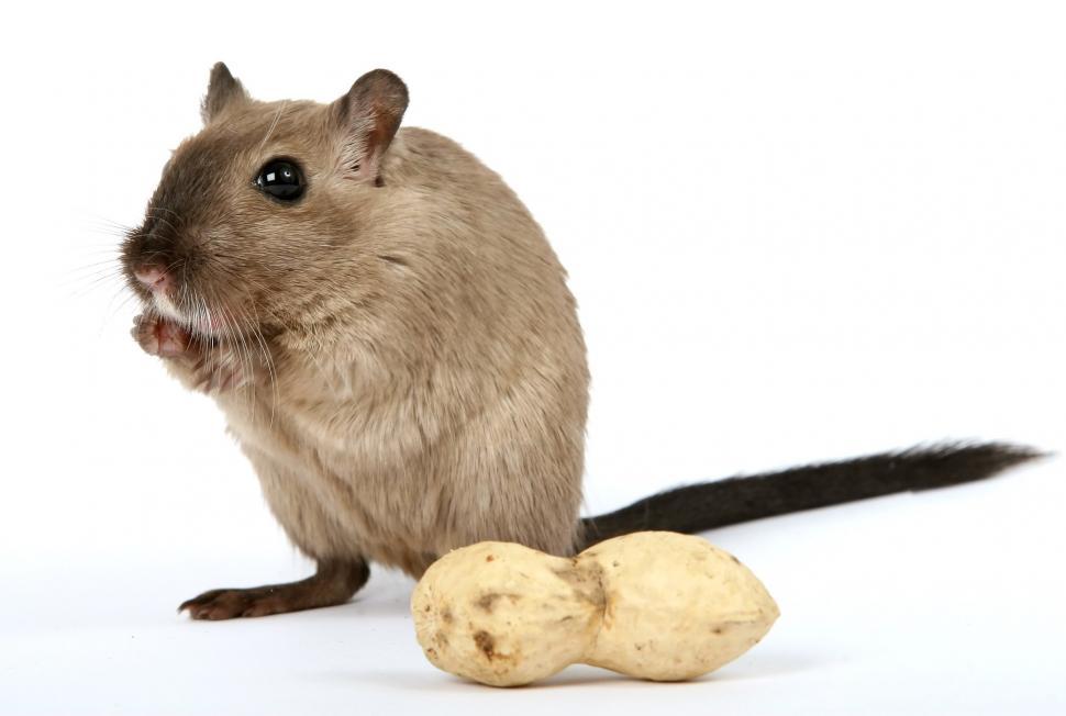 Free Image of Rodent Standing Next to Potato on White Background 