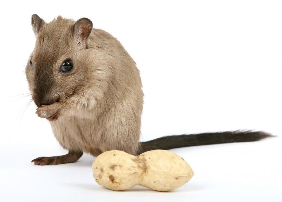 Free Image of Small Rodent Standing Next to Potato 