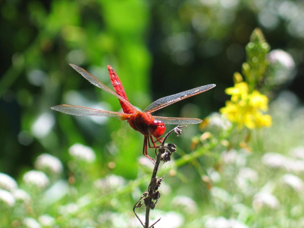 Free Image of Red Dragon Sitting on Top of Plant 