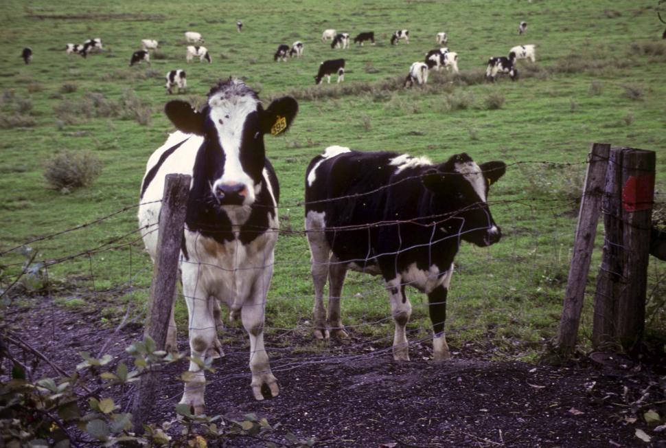 Free Image of Cows and Ranch 
