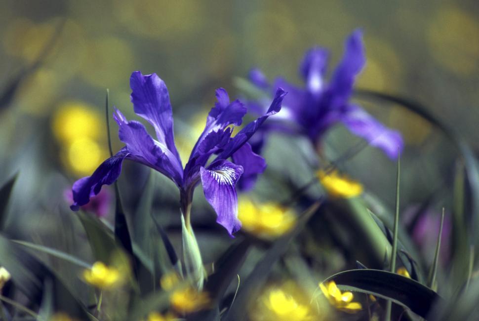 Free Image of Blooming Purple Iris Flowers 