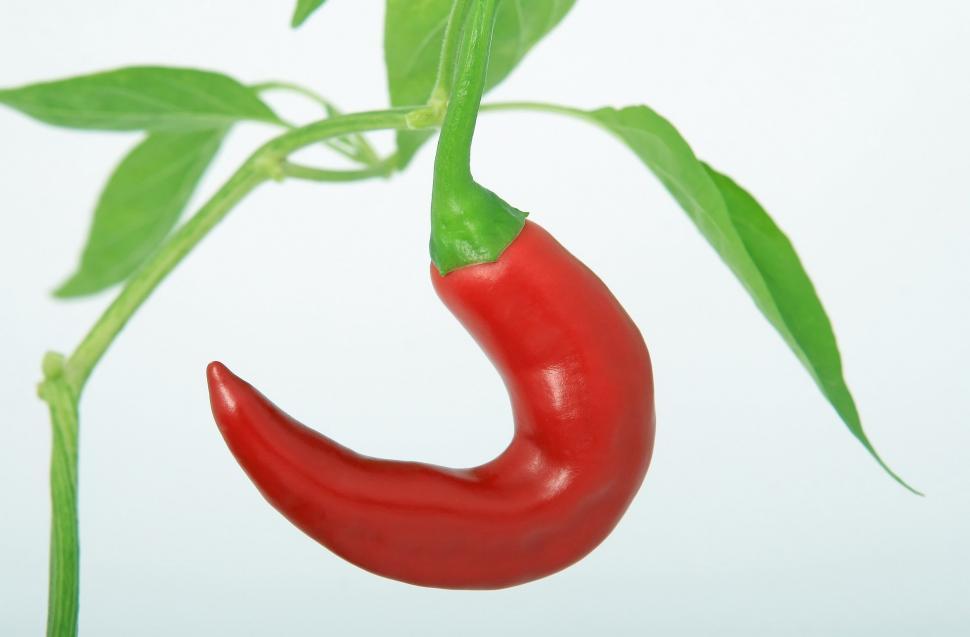 Free Image of Red Hot Pepper Hanging From Green Plant 