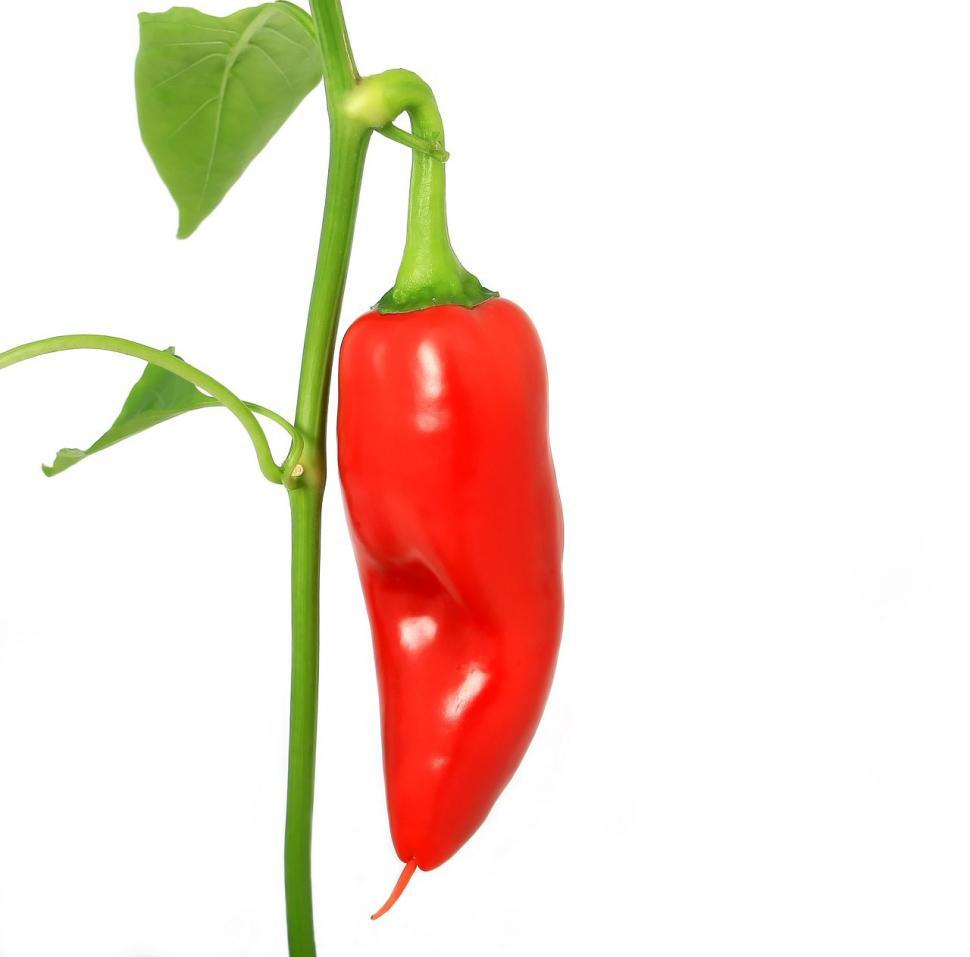 Free Image of Red Hot Pepper on Stem With White Background 