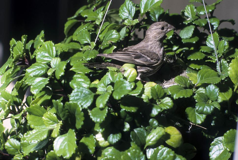 Free Image of Bird in the bushes 